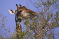 L'observation d'une girafe se nourrissant est relativement fréquente.  